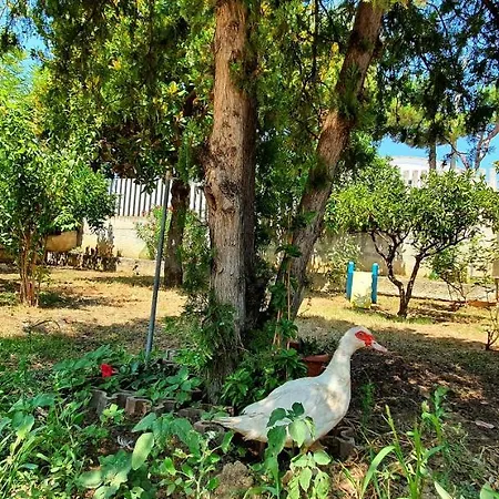 Nella Collina Francavillese *